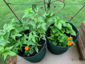 sweet potatoes in containers