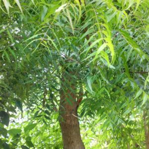 neem tree