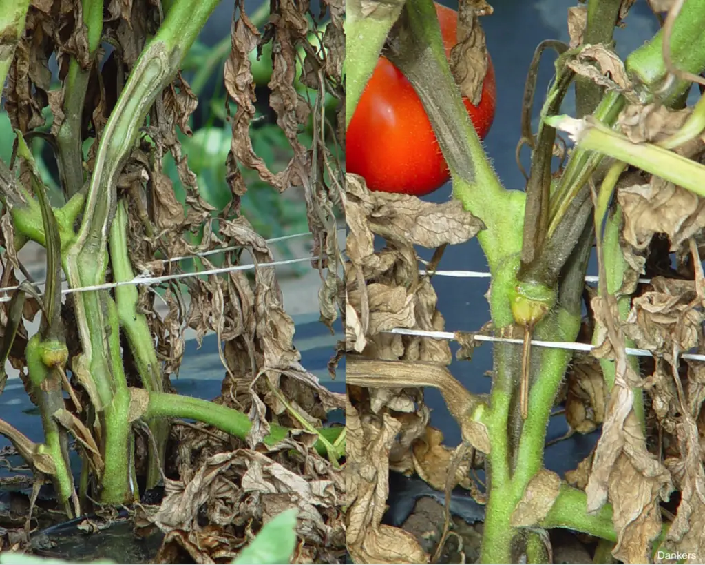 Bacterial Wilt: What Is It and How to Protect Your Garden - Okra In My ...