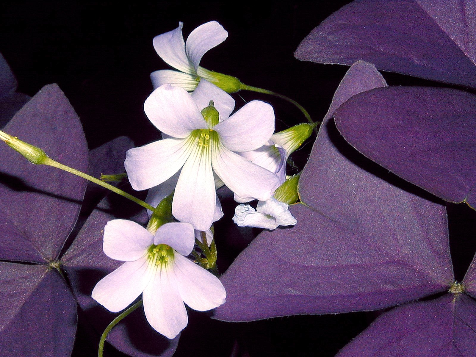 Read more about the article How to Grow Purple Shamrock (Oxalis Triangularis) Indoors and Outdoors