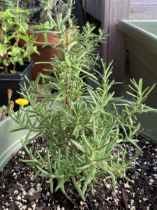 rosemary in container