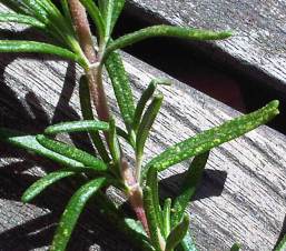 rosemary with insect stippling