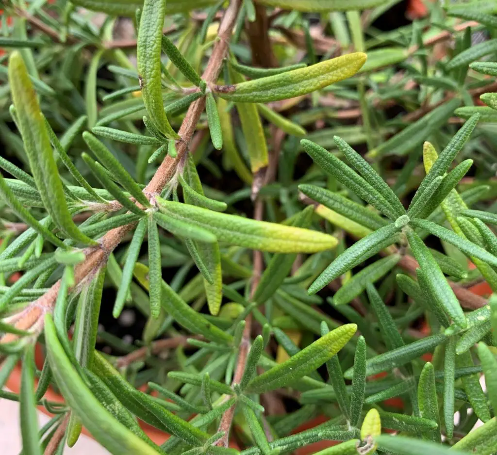6 Reasons Why Rosemary Leaves Turn Yellow Okra In My Garden