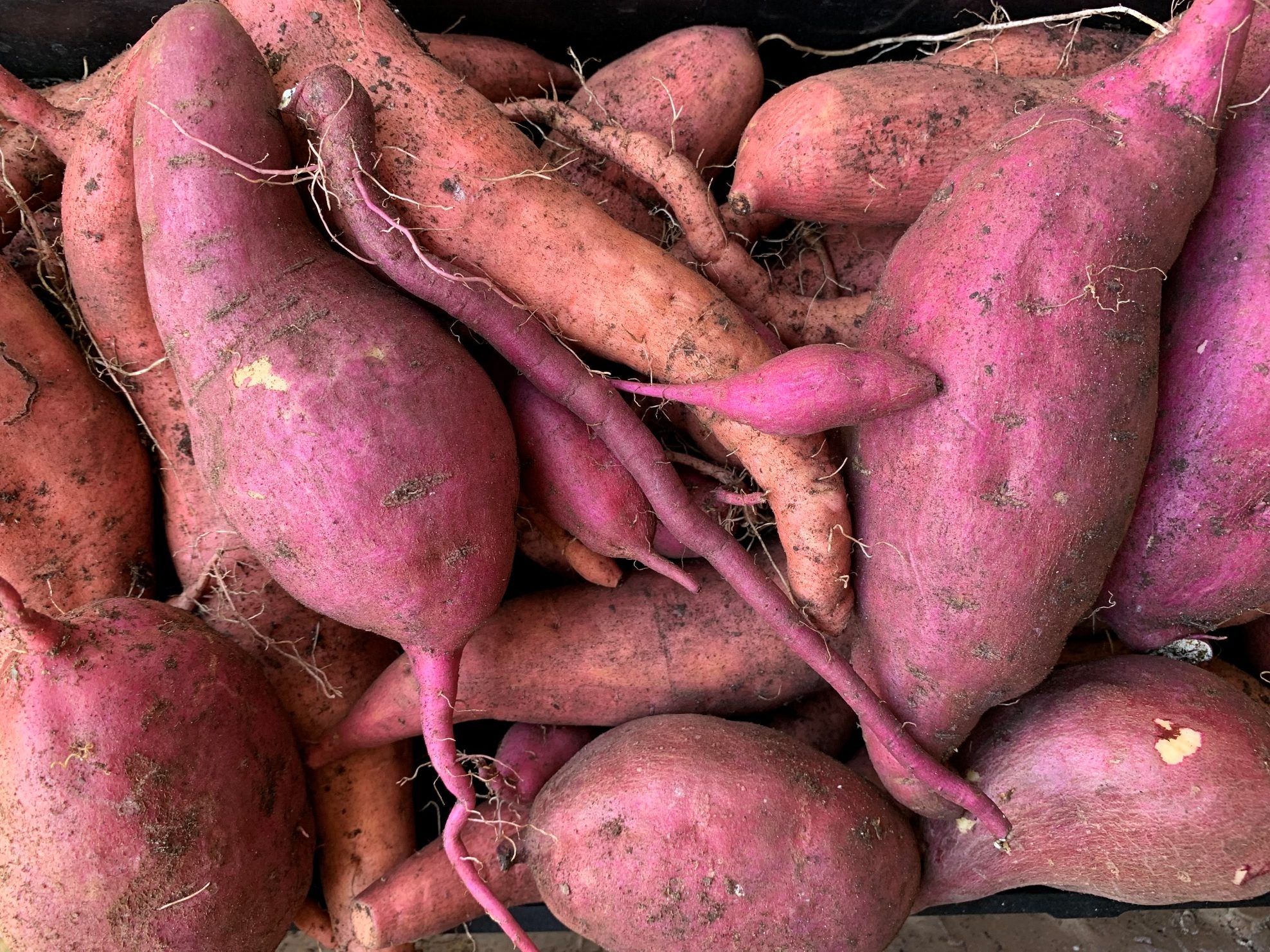 Read more about the article How to Grow Epic Sweet Potatoes in Containers or Beds!