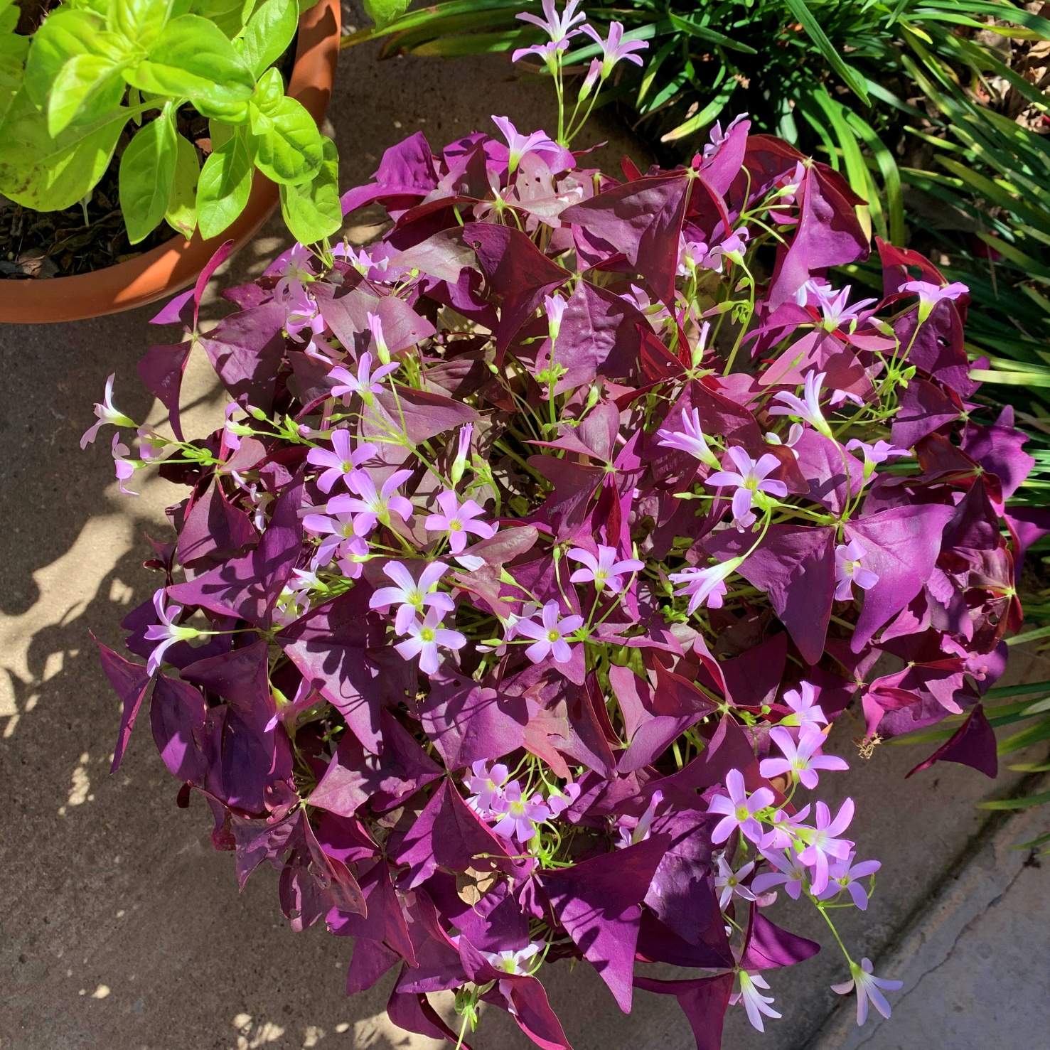 How to Grow Purple Shamrock (Oxalis Triangularis) Indoors and Outdoors ...