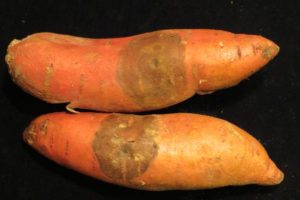 Black rot on sweet potato 