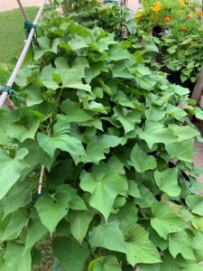 sweet potato vines