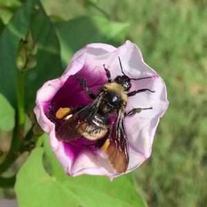 bee in sweet potato flower