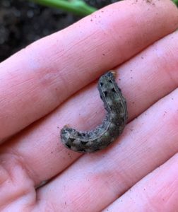 cutworm and sweet potaotes