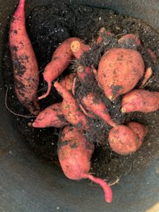 sweet potatoes in fabric grow bag