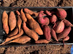 sweet potato harvest