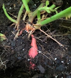 sweet potato above soil