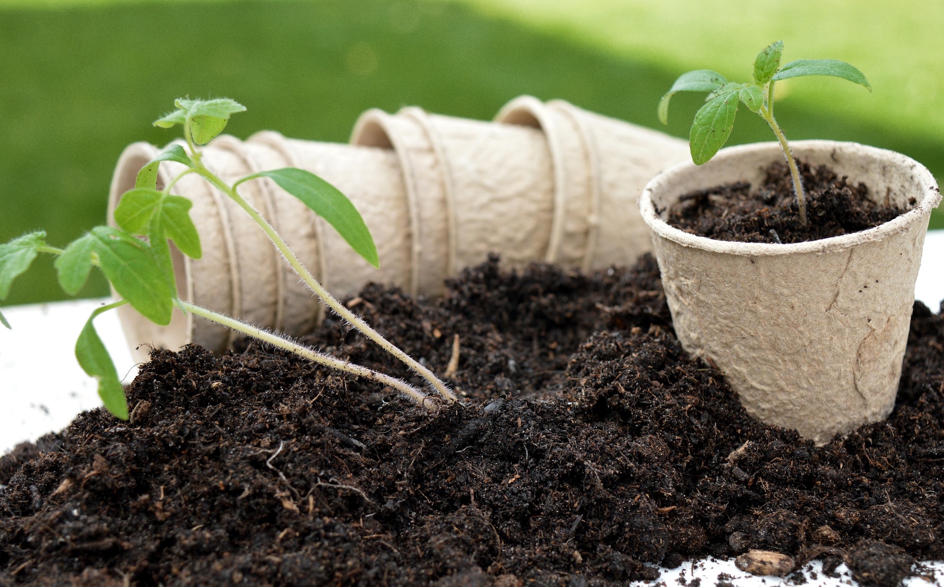 Read more about the article Compost or Fertilizer: What’s The Difference? Which is Better?