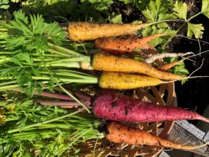 carrots and organic fertilzier