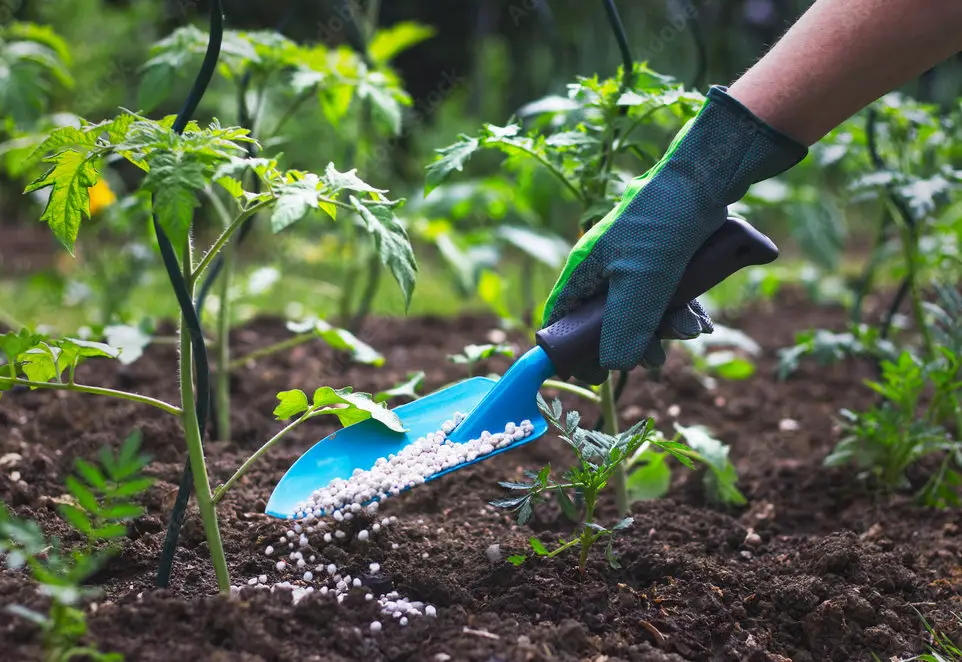 Read more about the article Organic vs Chemical Fertilizer:  Which is Better?