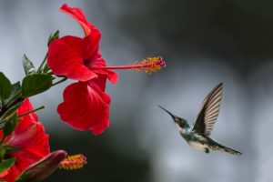 hibiscus and hummingbird