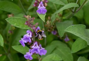 purple sage blossoms pollinator