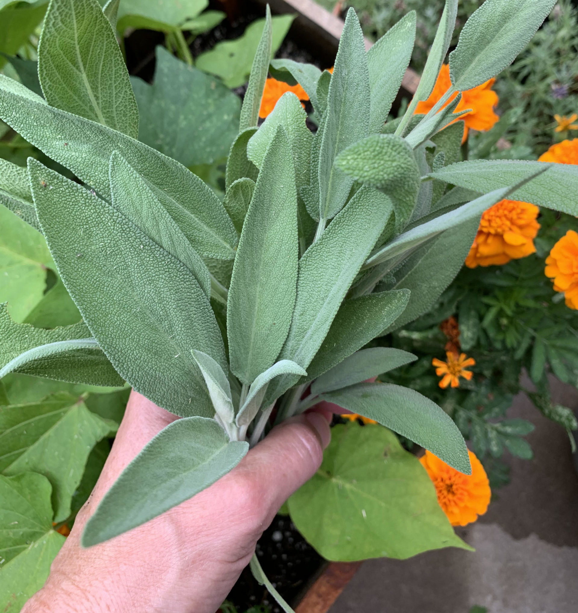 Read more about the article How to Successfully Grow Sage in Your Garden