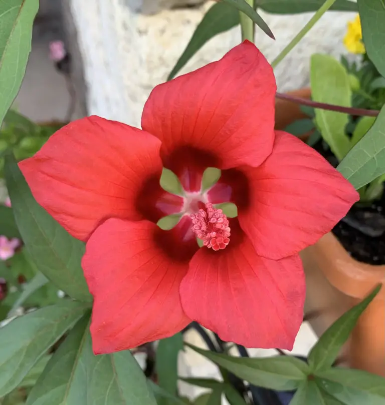 How to Grow Texas Star Hibiscus - Okra In My Garden