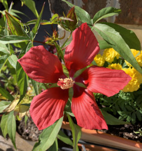 Texas Star Hibiscus or Scarlet Rose Mallow