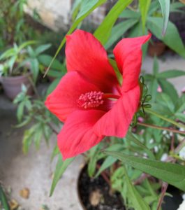 Texas Star or Red Swamp Hibiscus in container