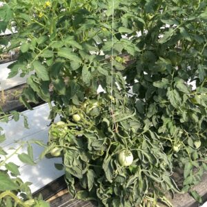 tomato plant leaf curl roll