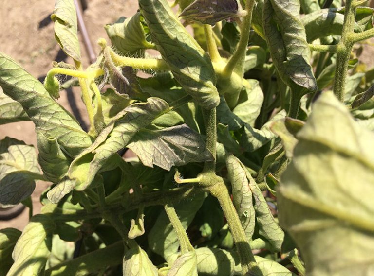 Top 10 reasons why tomato leaves curl okra in my garden