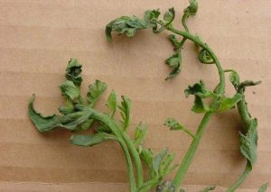tomato plant with herbicide damage
