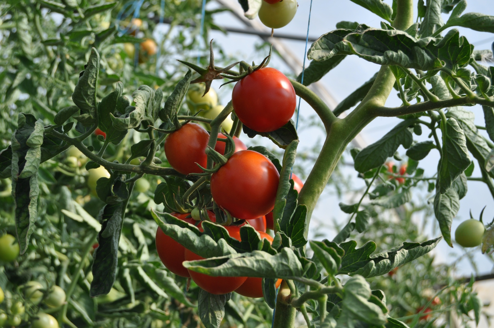 Read more about the article Top 10 Reasons Why Tomato Leaves Curl