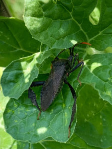 leaf footed bug on watermelon plant