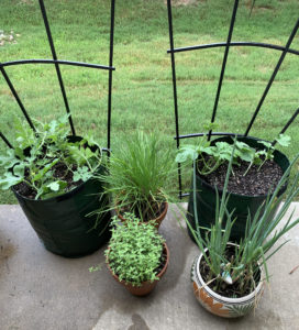 watermelon plant starts in containers