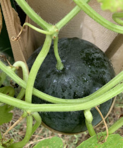 watermelon on trellis with tendril