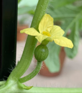 female watermelon flower