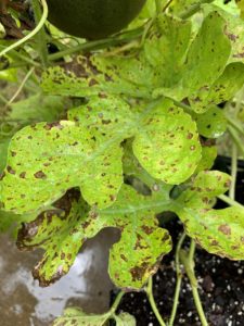 downy mildew