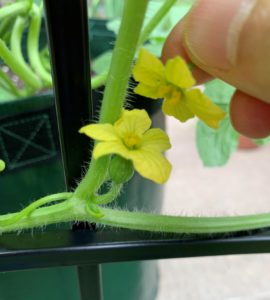 hand pollinating watermelon