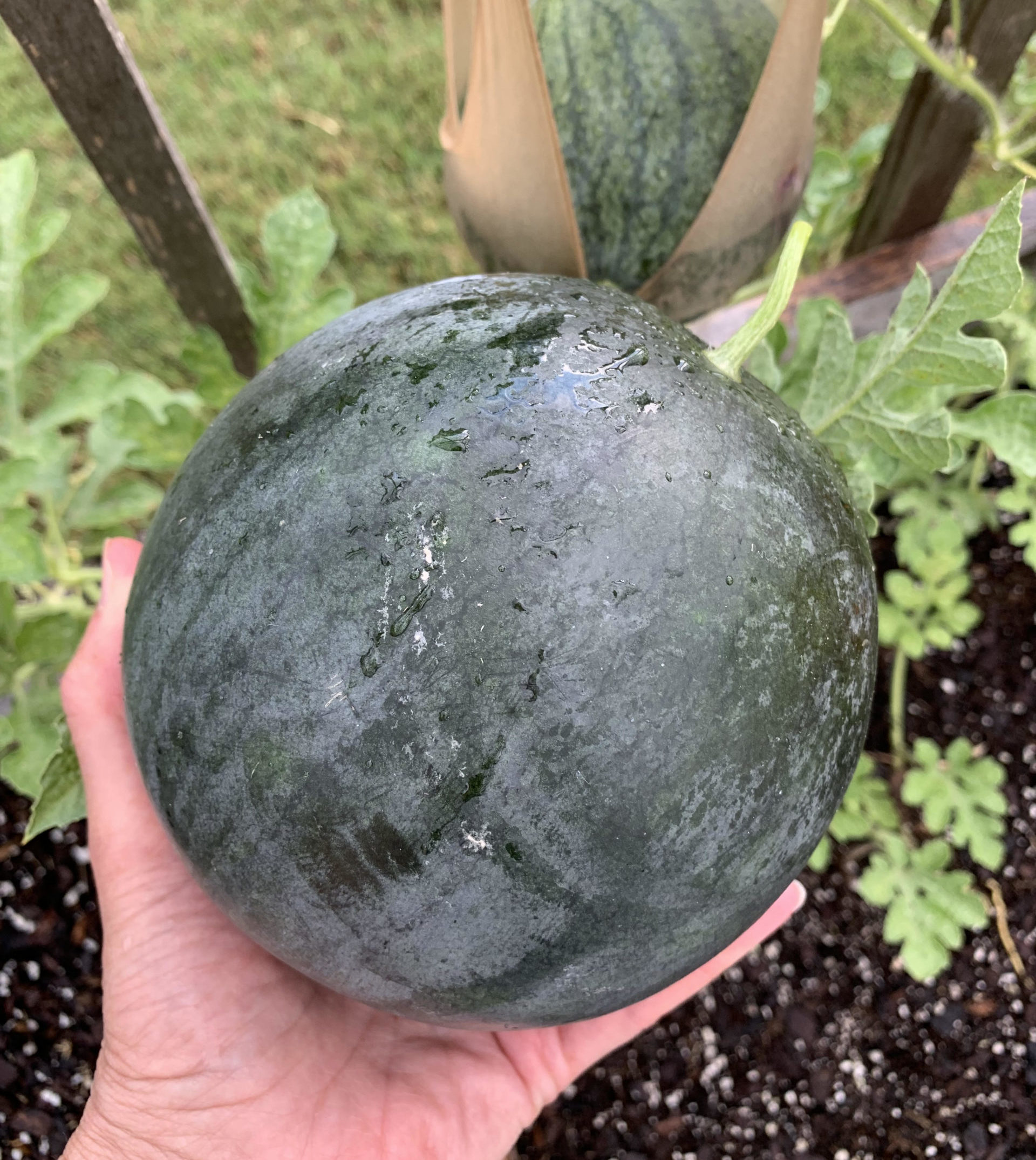 Read more about the article How to Grow Sweet Watermelon in Containers
