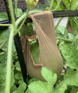 watermelon in pantyhose sling support