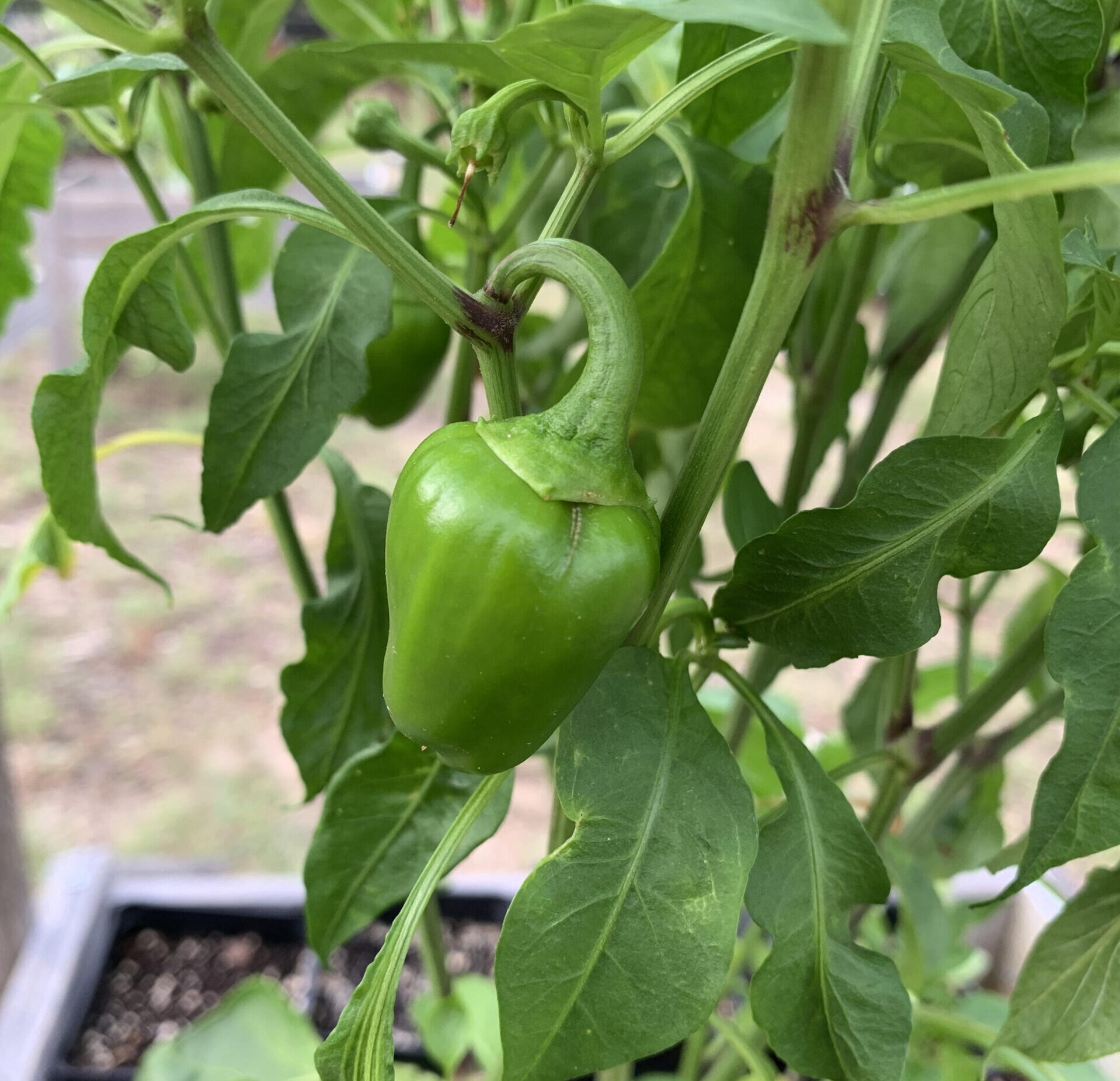 You are currently viewing Top 8 Reasons for Stunted Growth in Tomatoes and Peppers