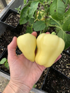 blonde bell peppers