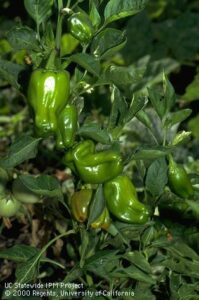 pepper misshapen by pepper weevil