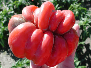 pepper misshapen from high temperature