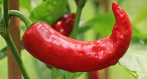 red hot pepper