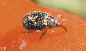 pepper weevil