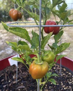 bell peppers changing color