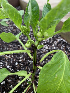 bell pepper plant buds