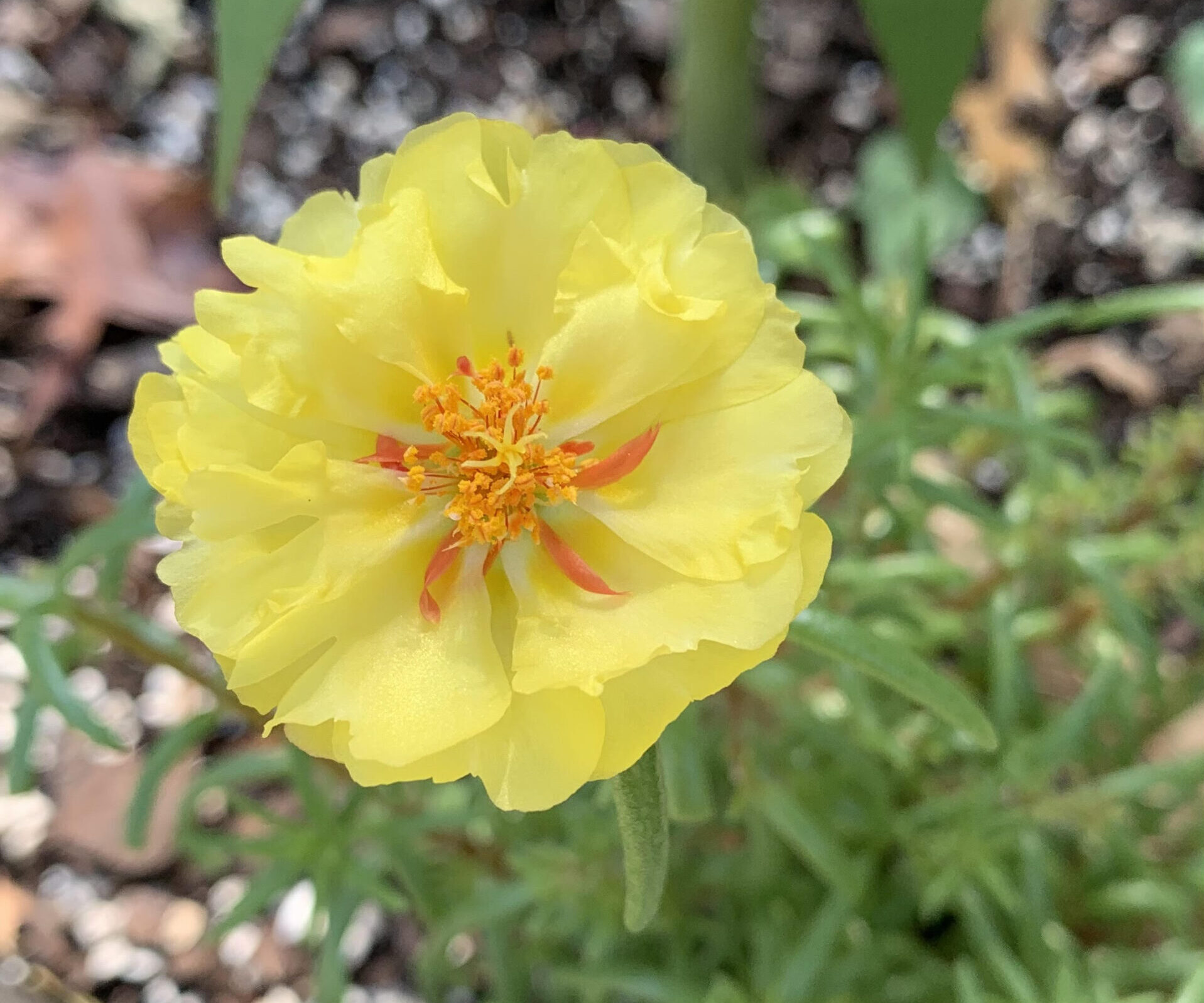 Read more about the article How to Grow Portulaca or Moss Rose