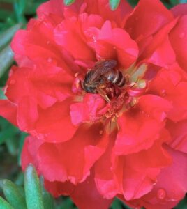 portulaca and bee