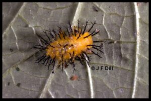 squash beetle larva