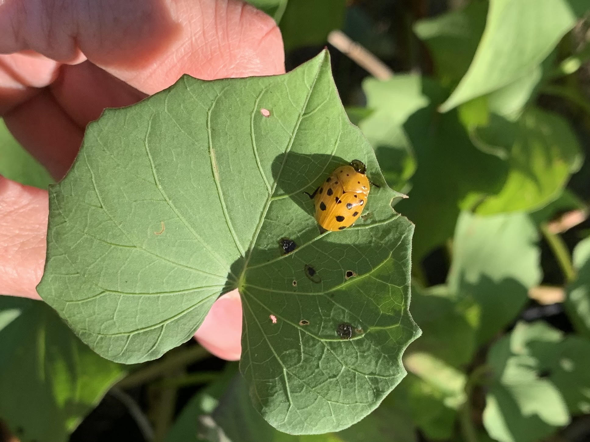 Squash Beetles How to Identify and Treat Okra In My Garden