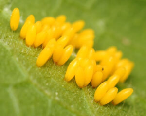 squash beetle eggs
